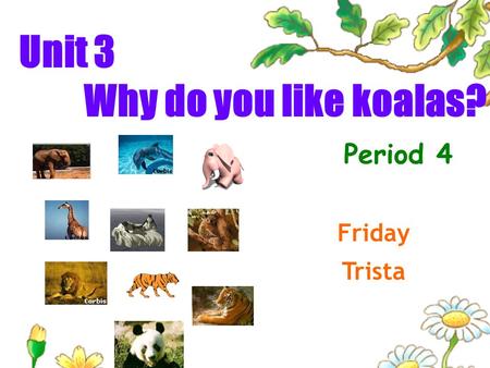 Unit 3 Why do you like koalas? Period 4 Friday Trista.