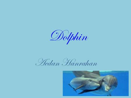 Dolphin Aedan Hanrahan. Where does this animal live? Dolphins live in every ocean. Some species live in rivers.