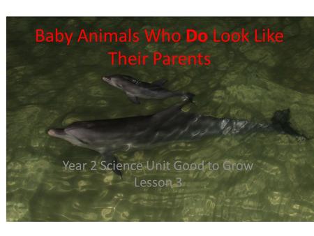 Baby Animals Who Do Look Like Their Parents Year 2 Science Unit Good to Grow Lesson 3.