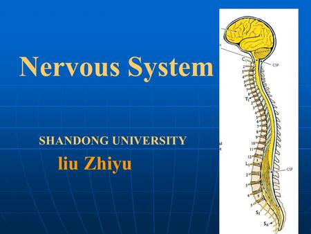 Nervous System SHANDONG UNIVERSITY liu Zhiyu. Introduction Brain Stem Telencephalon Diencephalon Cerebellum Midbrain Pons Medulla oblongata 1. Divisions.