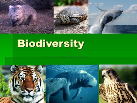 Biodiversity. Biodiversity  The variety of life in an ecosystem.