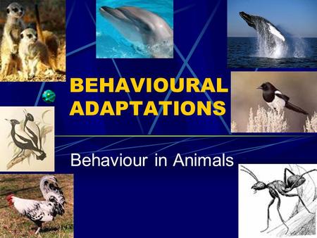 BEHAVIOURAL ADAPTATIONS Behaviour in Animals. Innate Behaviours Rhythmic Behaviours Animals repeat behaviours at regular intervals Different species of.