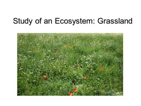 Study of an Ecosystem: Grassland. You are required only to study any one ecosystem, and to know five animals and five plants from your ecosystem.