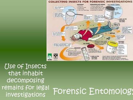 Forensic Entomology Use of Insects that inhabit decomposing remains for legal investigations.