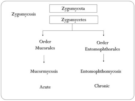 Zygomycosis Order Mucorales Order Entomophthorales Zygomycetes Zygomycota MucormycosisEntomophthomycosis Acute Chronic.