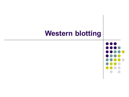 Western blotting. Antibodies in the Immune System Structure: 2 heavy chains + 2 light chains Disulfide bonds 2 antigen binding sites Isotypes: IgG, IgM,