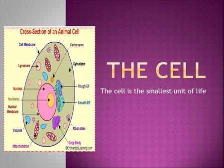 The cell is the smallest unit of life. Our bodies are made up of many cells. They are found in everything that is a living thing. Can you tell me some.
