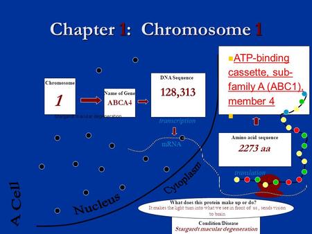 Chapter 1: Chromosome 1 mRNA transcription translation Amino acid sequence DNA Sequence Name of Gene Chromosome What does this protein make up or do? Condition/Disease.