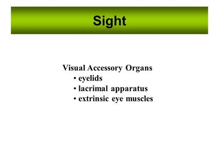 Sight Visual Accessory Organs eyelids lacrimal apparatus extrinsic eye muscles.