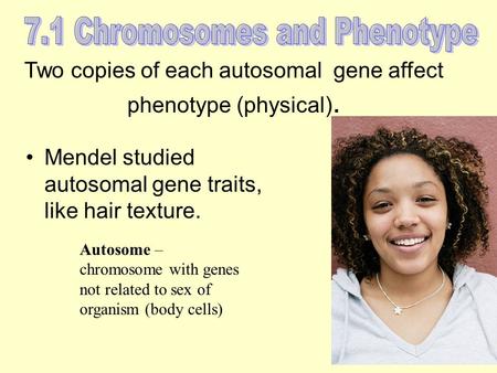 Two copies of each autosomal gene affect phenotype (physical). Mendel studied autosomal gene traits, like hair texture. Autosome – chromosome with genes.