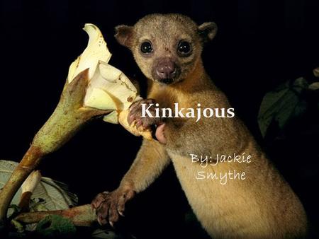 Kinkajous By: Jackie Smythe The typical kinkajou is pretty small and it has a very long tail. A kinkajou uses its long tail to grasp branches so it can.