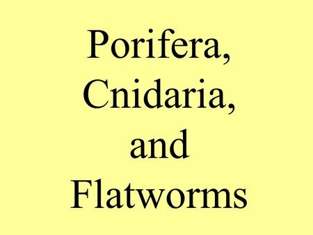 Porifera, Cnidaria, and Flatworms. Levels of Organization All animals are multicellular – made of more than 1 cell Animals can be organized on the cellular,
