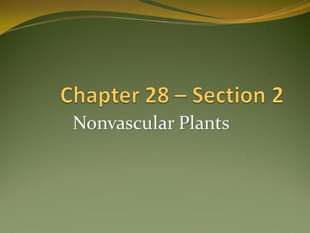 Nonvascular Plants. Most primitive type of plants 3 phyla Together referred to as bryophytes Seedless – produce spores Since they don’t have vascular.