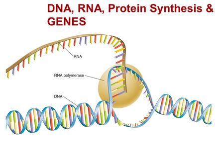 RNA and Protein Synthesis DNA, RNA, Protein Synthesis & GENES.