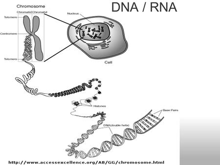 DNA / RNA. tRNA rRNA mRNA 5’ 3’ Types of RNA Transcription: transfer of information from DNA to RNA in the nucleus  In the process of transcription.
