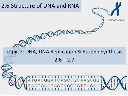 2.6 Structure of DNA and RNA Topic 2: DNA, DNA Replication & Protein Synthesis 2.6 – 2.7.