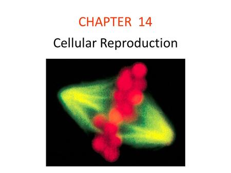 CHAPTER 14 Cellular Reproduction. Introduction Cells reproduce by the process of cell division. Mitosis leads to cells that are genetically identical.