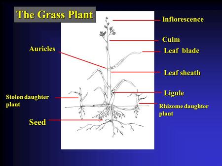The Grass Plant Inflorescence Culm Leaf blade Leaf sheath Ligule Stolon daughter plant Rhizome daughter plant Auricles Seed.