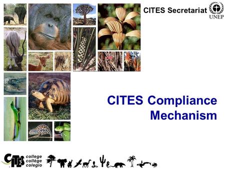 1 CITES Compliance Mechanism CITES Secretariat. 2 Compliance mechanism After much deliberation in a inter-sessional working group, the Parties adopted.
