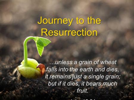 Journey to the Resurrection …unless a grain of wheat falls into the earth and dies, it remains just a single grain; but if it dies, it bears much fruit.