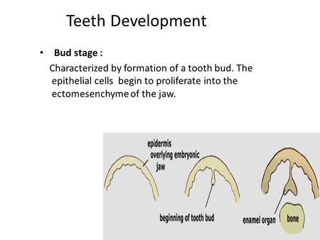 Teeth Development Bud stage : Characterized by formation of a tooth bud. The epithelial cells begin to proliferate into the ectomesenchyme of the jaw.