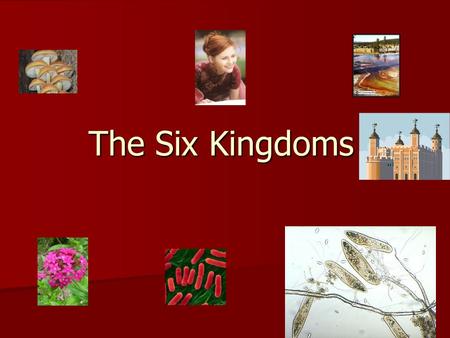 The Six Kingdoms. Introduction 1. Archaebacteria 2. Eubacteria 3. Protists 4. Fungi 5. Plants 6. Animals.