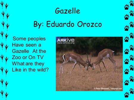 By: Eduardo Orozco Some peoples Have seen a Gazelle At the Zoo or On TV What are they Like in the wild? Gazelle.