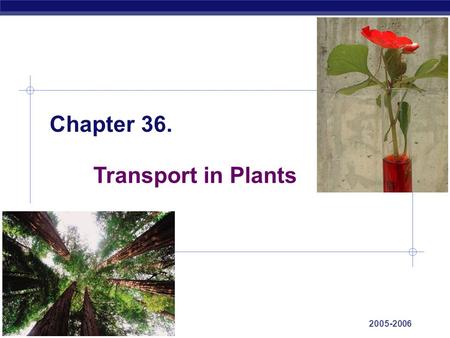 AP Biology 2005-2006 Chapter 36. Transport in Plants.