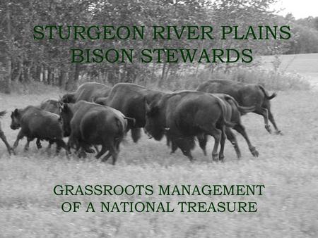 STURGEON RIVER PLAINS BISON STEWARDS GRASSROOTS MANAGEMENT OF A NATIONAL TREASURE.