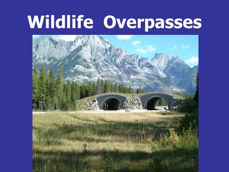 Wildlife Overpasses. Ungulates Deer sp., Elk, Moose  Mountain goat, Bighorn sheep  Pronghorn  Carnivores Weasel,  Pine marten, Fisher  Striped.
