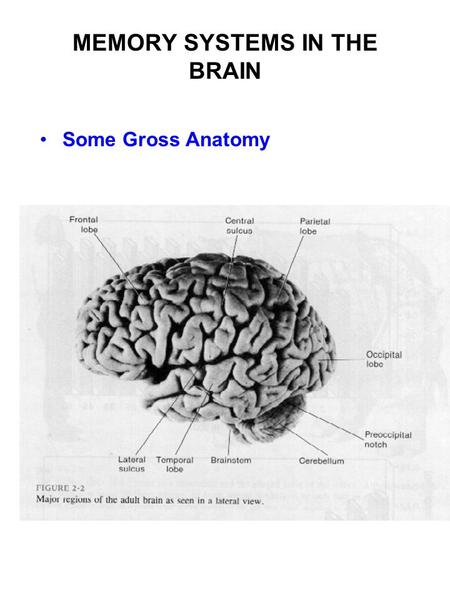 MEMORY SYSTEMS IN THE BRAIN Some Gross Anatomy. The Human Brain saggital section at midline.