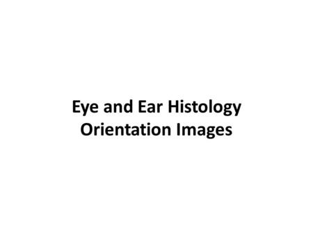 Eye and Ear Histology Orientation Images