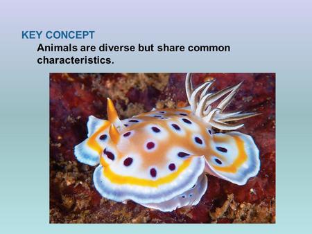 KEY CONCEPT Animals are diverse but share common characteristics.