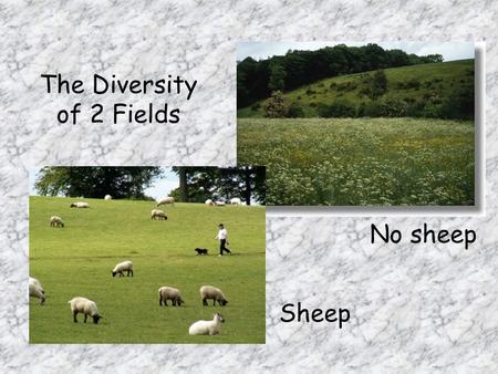 The Diversity of 2 Fields No sheep Sheep. What we will study 1.Difference between the diversity of vegetation in the 2 fields 2.Differences between the.