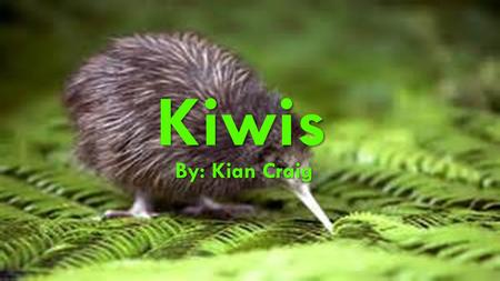 KIWIS Kiwis By: Kian Craig. THERE IS TWO TYPES OF KIWIS This is the one I am talking about Not this one.