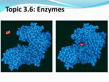 Topic 3.6: Enzymes. Why Should We Study Enzymes? All metabolic reactions such as photosynthesis, digestion and respiration are catalysed by enzymes, allow.
