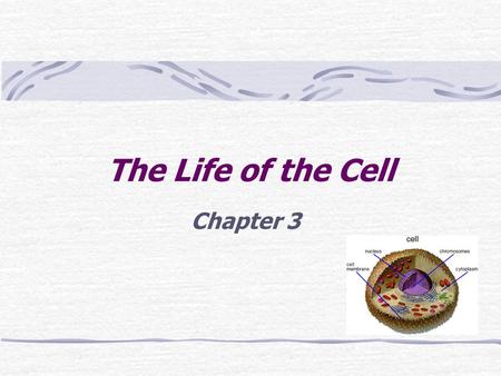 The Life of the Cell Chapter 3. Types of Movements 1. Diffusion and passive transport 2. Active Transport 3. Phagocytosis & Exocytosis 4. Osmosis.