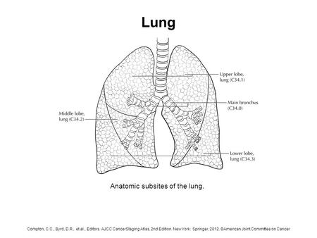 Lung Anatomic subsites of the lung. Compton, C.C., Byrd, D.R., et al., Editors. AJCC CancerStaging Atlas, 2nd Edition. New York: Springer, 2012. ©American.