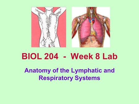 BIOL 204 - Week 8 Lab Anatomy of the Lymphatic and Respiratory Systems.