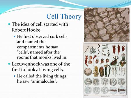 Cell Theory The idea of cell started with Robert Hooke. He first observed cork cells and named the compartments he saw “cells”, named after the rooms that.