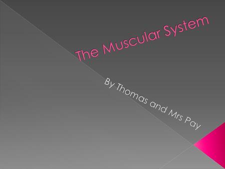 There are three main functions of the muscular system. 1. Warmth – your muscles warm you up by shivering 2. Movement – the muscles make your bones move.