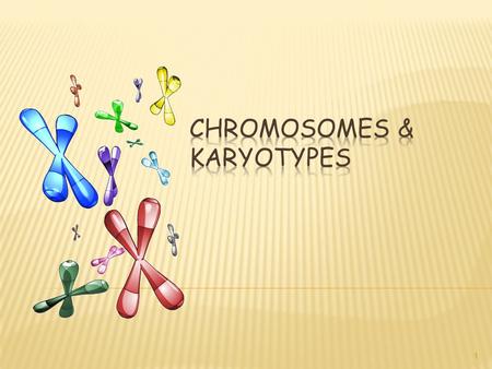1. CHROMOSOMES 2 CHROMOSOME NUMBER  All cells in the human body (SOMATIC CELLS) have 46 or 23 pairs of chromosomes  Called the DIPLOID or 2n number.