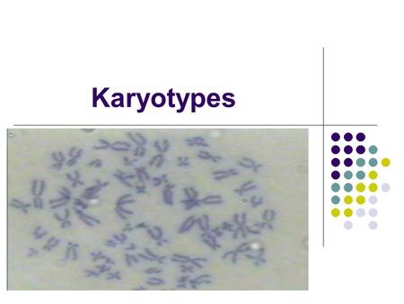 Karyotypes. 1. What is a karyotype? a. Picture of the 23 pairs of chromosomes.