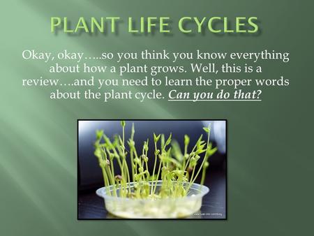 Okay, okay…..so you think you know everything about how a plant grows. Well, this is a review….and you need to learn the proper words about the plant cycle.