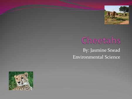 By: Jasmine Snead Environmental Science. About Cheetahs Cheetahs are the fastest land animal in the world Their top speed is over 60 mph They mainly eat.
