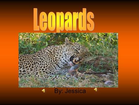By: Jessica Habitat Usually found near mountain sides or beside rivers Almost everywhere in Africa Mostly nocturnal Ground and in trees Often hide their.