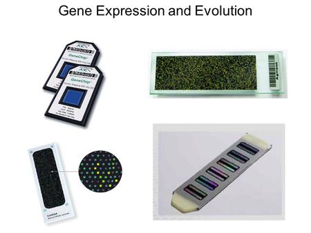 Gene Expression and Evolution. Why are Evolutionists Interested in Gene Expression? Divergence in gene expression can underlie differences between taxa.