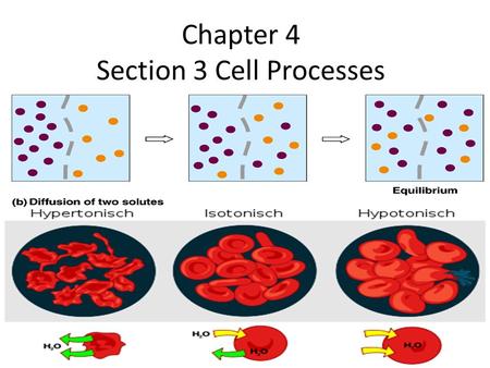 Chapter 4 Section 3 Cell Processes. Cells Like all living things, cells must do certain things. – Ex: certain cellular processes and take in needed substances.