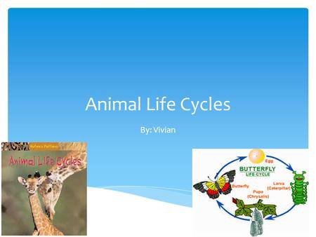 Animal Life Cycles By: Vivian. They are the path of…  Being young  Having young  Short life  Long life Why do we have life cycles?