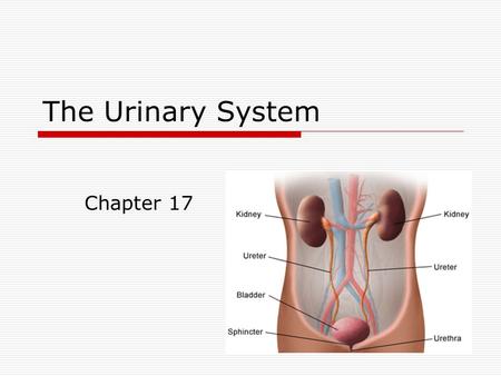 The Urinary System Chapter 17. Terminology  Nephrology: study of the S/F of the kidney  Urology: Males = specialty of male urinary system + reproductive.